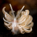   Phyllodesium Serratum  